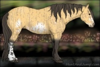 Horse Color:Buckskin  and Buckskin Frame 