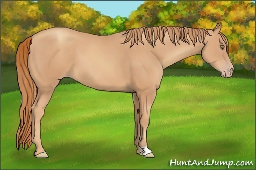 Horse Color:Gold Champagne 