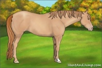 Horse Color:Gold Champagne 