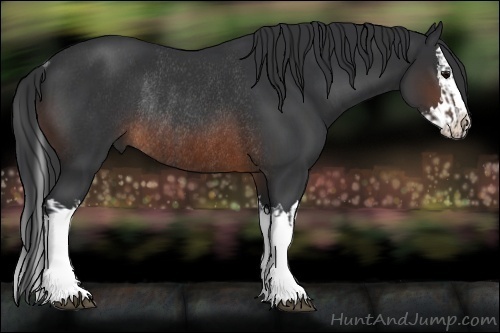 Horse Color:Brown Rabicano  and Brown Splash Rabicano 