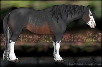 Horse Color:Brown Rabicano  and Brown Splash Rabicano 