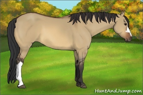 Horse Color:Bay Dun