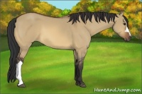 Horse Color:Bay Dun 