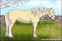 Horse Color:Gold Cream Champagne Dun 