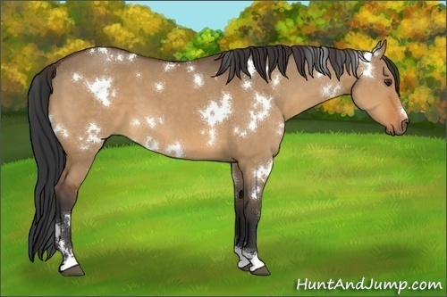 Horse Color:White Spotted Bay Dun 