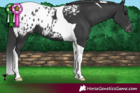 Horse Color:Black Tobiano Blanket 