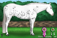 Horse Color:Black Tobiano Appaloosa 