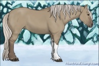 Horse Color:Silver Grullo 
