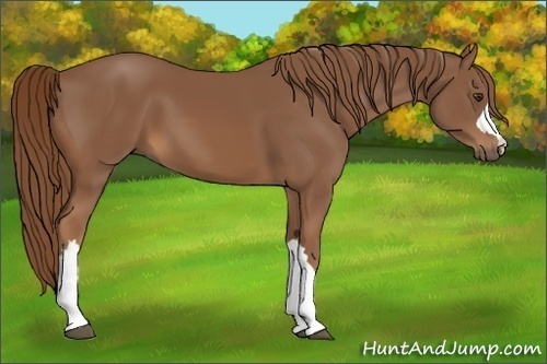 Horse Color:Chestnut 