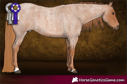 Horse Color:Red Roan 