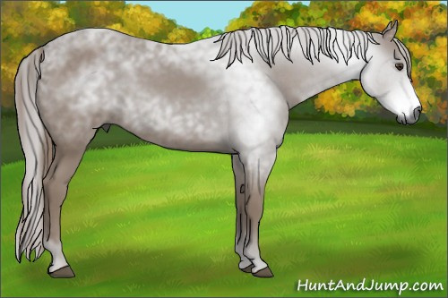 Horse Color:Gray Chestnut 