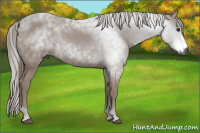 Horse Color:Gray Chestnut 