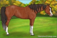 Horse Color:Bay  and Bay Splash 