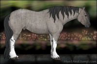 Horse Color:Grullo Roan Tobiano  and Grullo Roan Tobiano Rabicano 