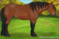 Horse Color:Gray Bay