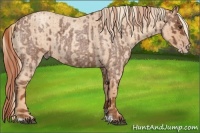 Horse Color:Red Roan and Gold Champagne Roan