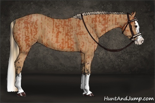 Horse Color:Bay Splash  and Chestnut Splash 