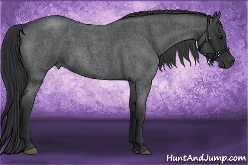 Horse Color:Blue Roan 
