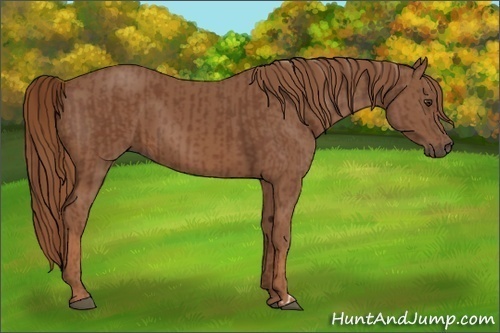 Horse Color:Chestnut  and Chestnut 