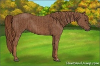 Horse Color:Chestnut and Chestnut