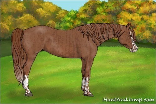 Horse Color:Chestnut  and Chestnut Splash 