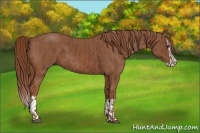Horse Color:Chestnut  and Chestnut Splash 