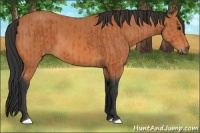 Horse Color:Bay and Bay