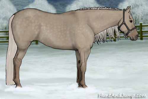 Horse Color:Silver Grullo  and Silver Grullo 
