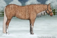Horse Color:Silver Bay  and Silver Bay Dun 