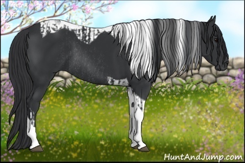 Horse Color:Black Tobiano Rabicano and Black Tobiano Rabicano