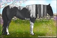 Horse Color:Black Tobiano Rabicano and Black Tobiano Rabicano