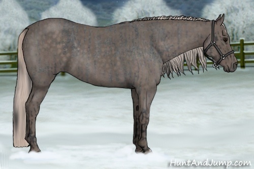 Horse Color:Blue Roan  and Silver Blue Roan 