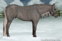 Horse Color:Blue Roan  and Silver Blue Roan 