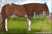 Horse Color:Chestnut Tobiano