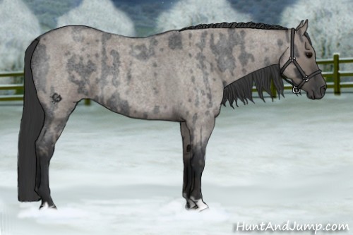 Horse Color:Blue Roan  and Grullo Roan 