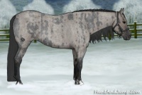 Horse Color:Blue Roan  and Grullo Roan 
