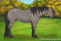 Horse Color:Grullo Roan 