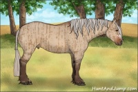 Horse Color:Silver Bay Dun and Silver Bay Dun