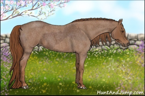 Horse Color:Red Roan  and Red Roan 