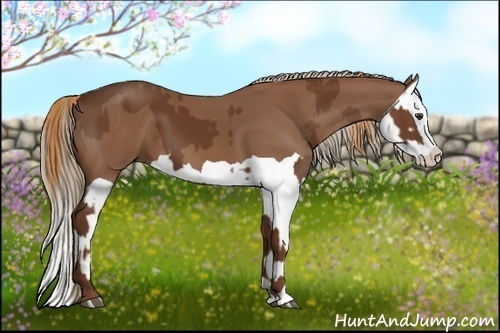 Horse Color:Chestnut  and Chestnut Splash 