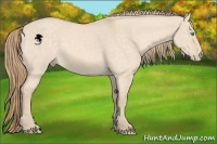 Horse Color:Perlino Dun