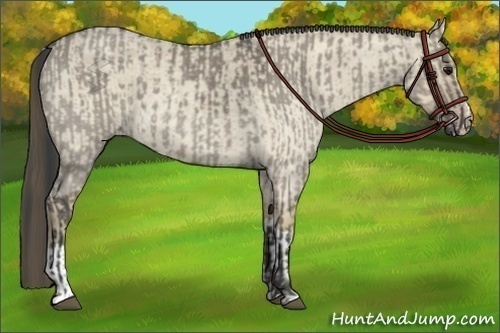 Horse Color:Smoky Grullo Roan  and Classic Cream Champagne Roan Dun 