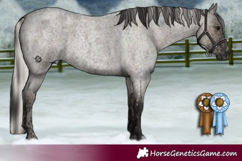 Horse Color:Silver Smoky Grullo Roan Brindle  and Smoky Grullo Roan Rabicano Brindle 
