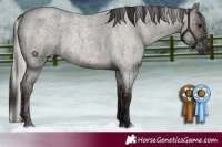 Horse Color:Silver Smoky Grullo Roan Brindle and Smoky Grullo Roan Rabicano Brindle