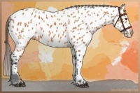 Horse Color:Bay Near Leopard