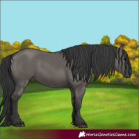 Horse Color:Grullo 