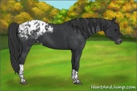 Horse Color:Black Appaloosa  and Black Appaloosa 