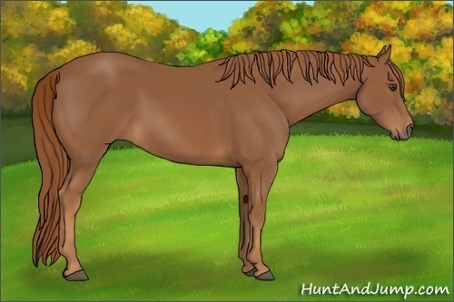 Horse Color:Chestnut 