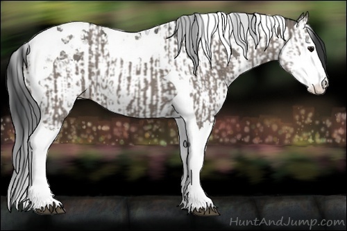 Horse Color:Grullo Splash Tobiano  and Grullo Splash Tobiano Rabicano 