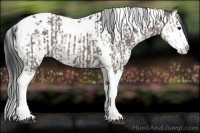 Horse Color:Grullo Splash Tobiano  and Grullo Splash Tobiano Rabicano 